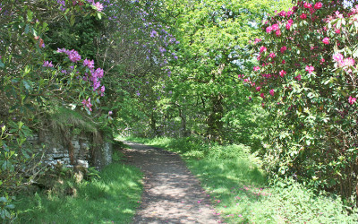 7: The rhododendrons OLD
