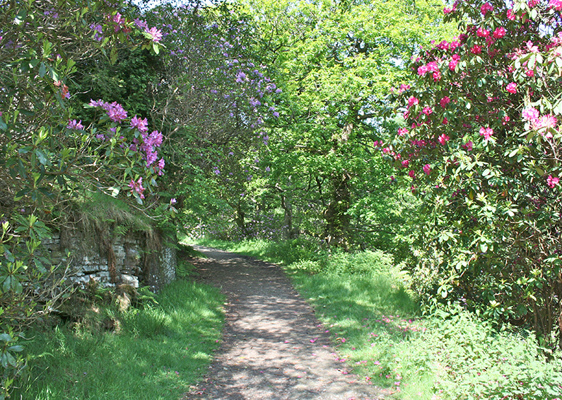 7: The rhododendrons