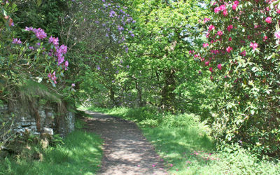 Clearing the rhododendrons