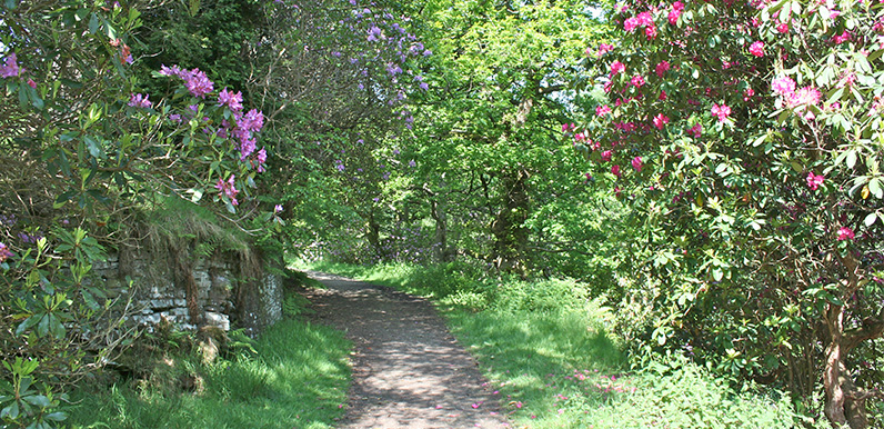 Clearing the rhododendrons