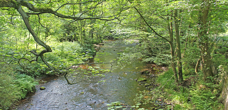 Whaley Bridge to Taxal