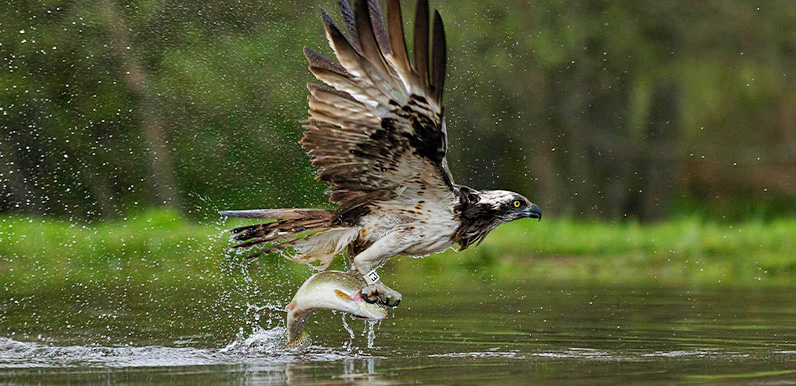 Birds of the Valley