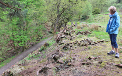 Protect the rhododendrons