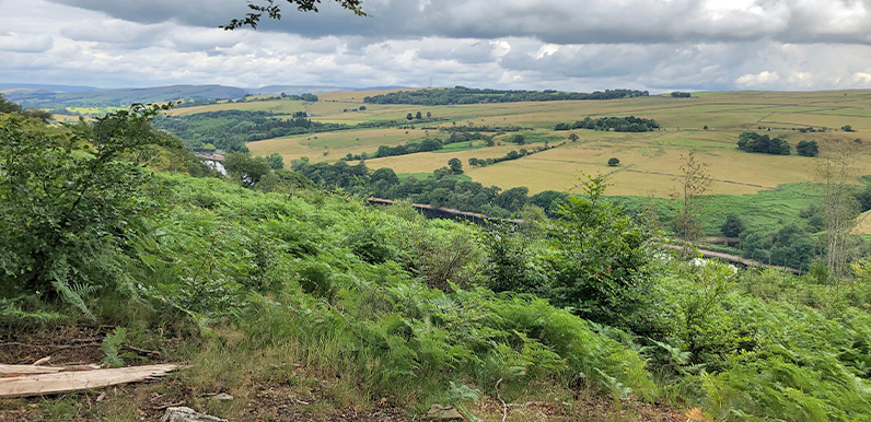 Rewilding the valley