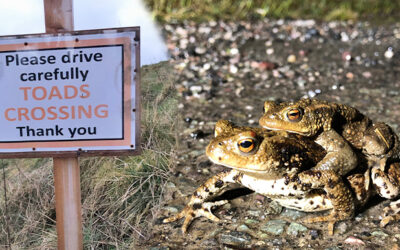 Out with the Toad Patrol