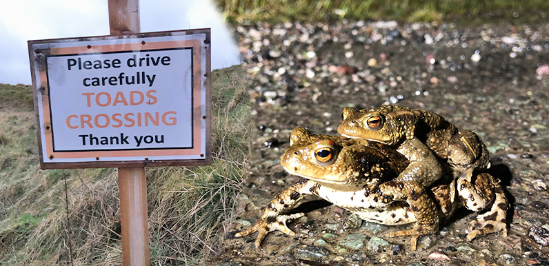 Out with the Toad Patrol