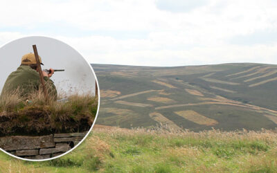 Grouse shooting ban