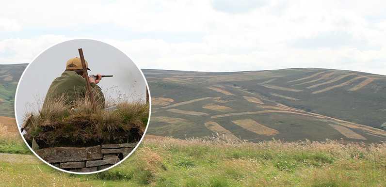 Grouse shooting ban