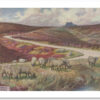 Cat on the horizon - Image 2