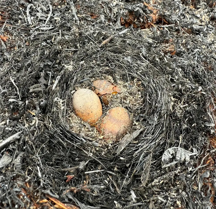 burnt-nest