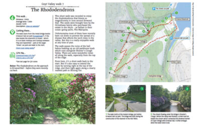 7. The Rhododendrons