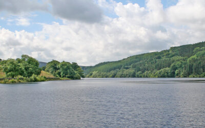 16. Fernilee Woodland