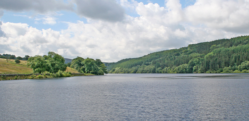 16. Fernilee Woodland