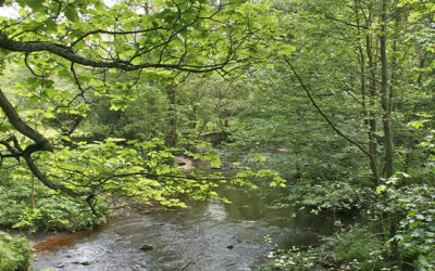 6: Taxal Edge