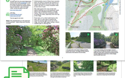 7. The Rhododendrons