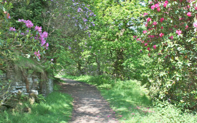 7: The Rhododendrons