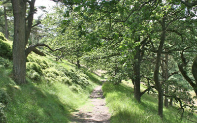 8: Errwood > Shining Tor