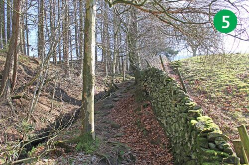 3-shires-head-stage-5