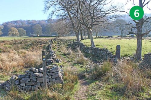 3-shires-head-stage-6