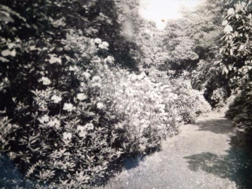 Errwood Hall grounds view c.1930